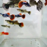 ماهی گوپی بیگ ایر
