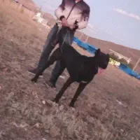 سگ سرابی 2 ساله