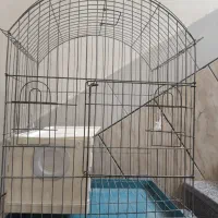 حراج قفس پرنده عروس مرغ عشق قناری کوتوله ولونه