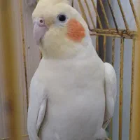 عروس هلندی ماده آماده جفت گیری