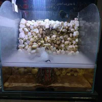 آکواریوم تراریوم apa