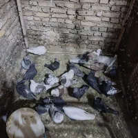 کبوتر های پرشی و نقشی