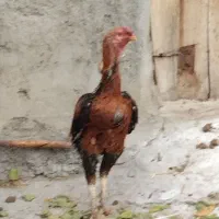 خروس لاری|حیوانات مزرعه|مهربان, |دیوار