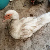 مرغابی مسکویی جوجه اردک مسکویی|حیوانات مزرعه|سرپل ذهاب, |دیوار