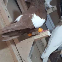 سرک سرخ .سینه معاوضه