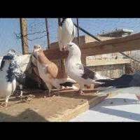 کبوتر بهبونی وشهری