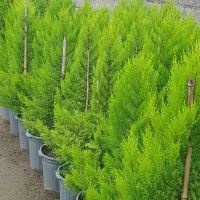 گل کاج لاوسون (لافسون)