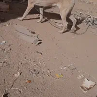 سرابی|موتورسیکلت|شراء, |دیوار