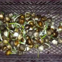 پیاز گل‌ نرگس‌|گل و گیاه طبیعی|تهران, چهارصد دستگاه|دیوار