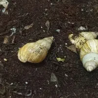 حلزون آلبینو برای پرورش و کار در منزل