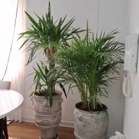 تعویض خاک گلدان در محل کاشت باغچه وگلکاری