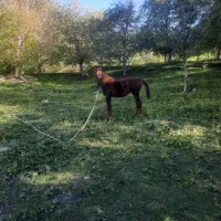 مادیان  وکره