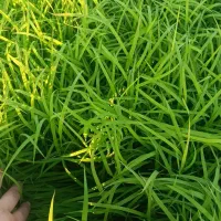 بذر شالی‌دمسیاه‌‌|گل و گیاه طبیعی|گنبد کاووس, |دیوار
