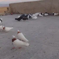 کبوترها طوقی تک پر|پرنده|لالجین, |دیوار