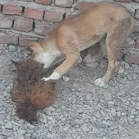 کوچوک فروشی