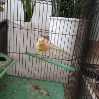 قناری ماده|پرنده|مشگین شهر, |دیوار