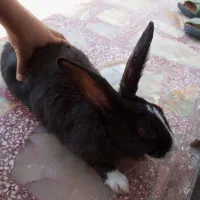 رنگ خطر قبل از معامله