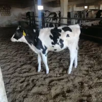 گاو با گوساله