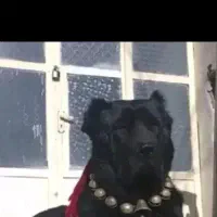سگ همچی تموم