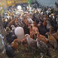 مرغ خروس جوجه محلی|حیوانات مزرعه|گرگان, |دیوار