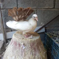 کبوتر تزئینی|پرنده|میناب, |دیوار