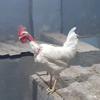 مرغ خروس|حیوانات مزرعه|کرمان, |دیوار