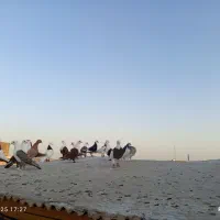 کفتر رنگی|پرنده|قم, دروازه ری|دیوار