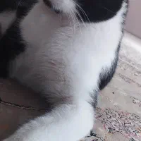 گربه خانگی و بازی گوش|گربه|مریوان, |دیوار