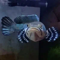 چانا پالچرا ۱۵cm