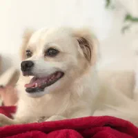 سگ گمشده