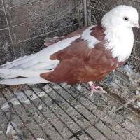 دوعدد کبوترماده