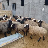 شیشک شال و شالپشندی آبستن با بره دار