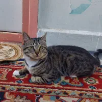 واگذاری رایگان گربه