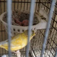 قناری جفت تک  سرخ رنگی ترجیحا یکجا|پرنده|تهران, مینای جنوبی|دیوار