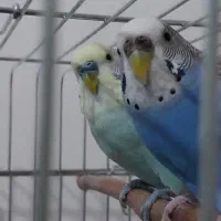 مرغ عشق