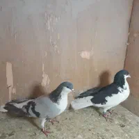 کبوتررنگی|پرنده|پاکدشت, پاکدشت (مامازند)|دیوار