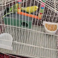 فروش مرغ عشق و قناری نر و قفس|پرنده|سنقر, |دیوار