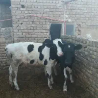 گاو تلیسه گوسال|حیوانات مزرعه|قم, الغدیر|دیوار