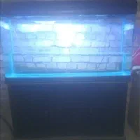 آکواریوم در حد نو|ماهی|یزد, |دیوار