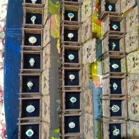 انگشتر|جواهرات|زابل, |دیوار