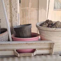 تعدادی گلدان|گل و گیاه طبیعی|تهران, شهرک آسمان|دیوار