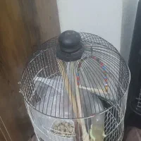 عروس هلندی نروماده|پرنده|صدرا-فارس, فاز ۲|دیوار