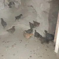 جوجه محلی تازه نفس