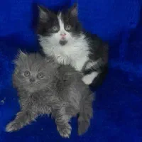 گربه اسکاتیش فولد و انفولد|گربه|مشهد, ویلاشهر|دیوار