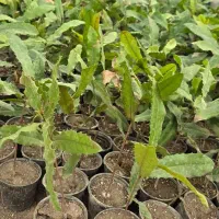 فروش نهال فندق ماکادمیا|خدمات باغبانی و درختکاری|بابل, |دیوار