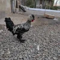 فروش جوجه خروس ۷ماهه سلطان