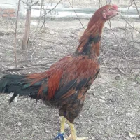 خروس لاری|حیوانات مزرعه|مشگین شهر, |دیوار