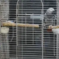 نروماده فول رام کلام بالا شعر خوان