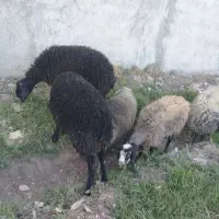باسلام چند عدد بره ۳عدد نر ۳عدد ماده