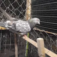 کفتر معاوضه با مرغ خروس